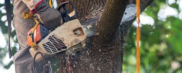 How Our Tree Care Process Works  in  Onset, MA