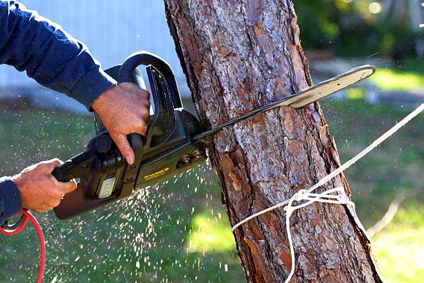 Tree and Shrub Care in Onset, MA