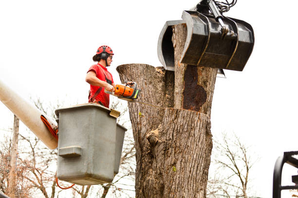 Trusted Onset, MA Tree Removal Services Experts